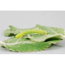 Schacht Caterpillar Glue, Green