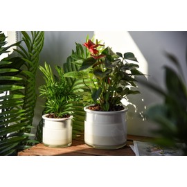 Phoenix Vine 6 Inch 4 Inch Self Watering Planter Pots, Design White Terracotta Pots for Plants, Indoor Cylinder Terra Cotta Pots with Glass Vase Set, 51-B-G-46