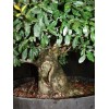 Unbranded Chinese elm pre-bonsai - 9" to 11"