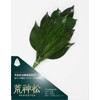 A&K Preserved Flowers, Kojin Pine Bunch, 4.7 x 0.8 x
