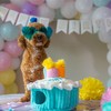 Outward Hound Hide A Birthday Cake, Plush Puzzle Birthday Themed