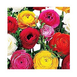 French Peony Mixed Ranunculus - 12 Largest Size Corms