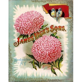 A SLICE IN TIME James Vick's Aster Vintage Flowers Seed Packet Catalogue Advertisement Poster