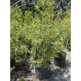 Tree POMEGRANATE TREE (Grafted) 3 Feet Tall.