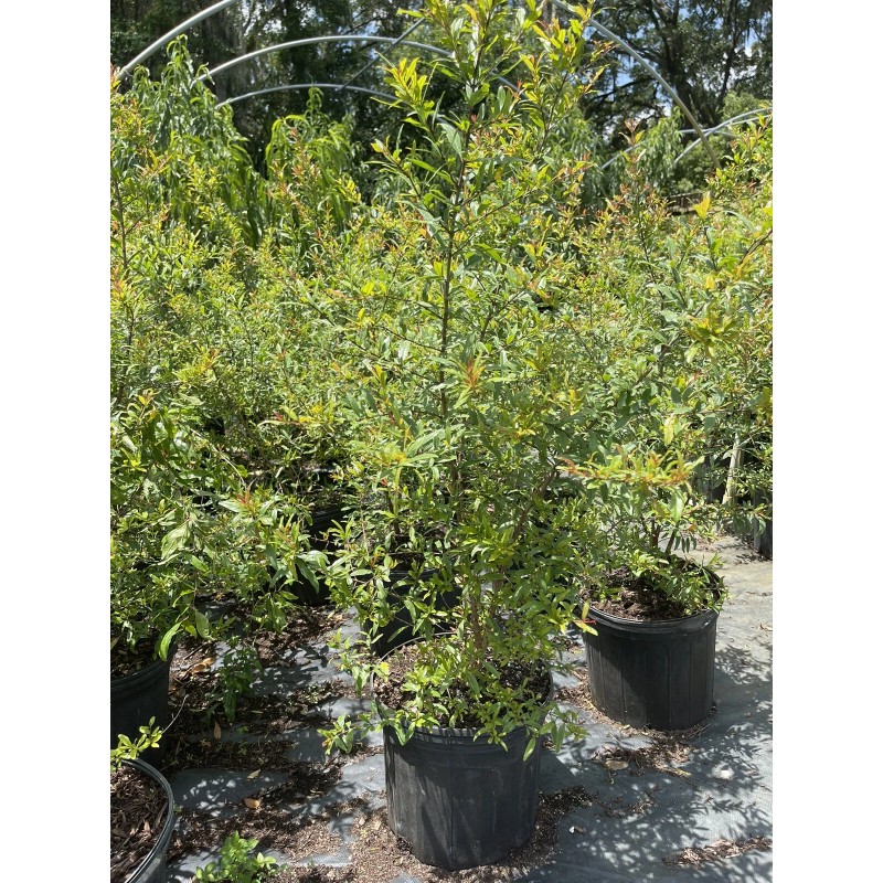 Tree POMEGRANATE TREE (Grafted) 3 Feet Tall.