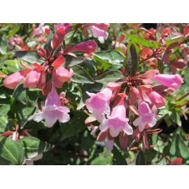 Abelia Grandiflora Edward Goucher | 1 Large Gallon Size Plant | Flowering Butterfly Attracting Shrub