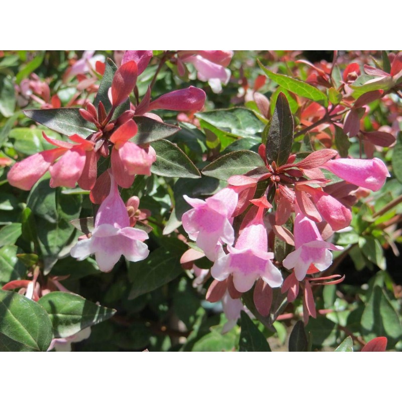 Abelia Grandiflora Edward Goucher | 1 Large Gallon Size Plant