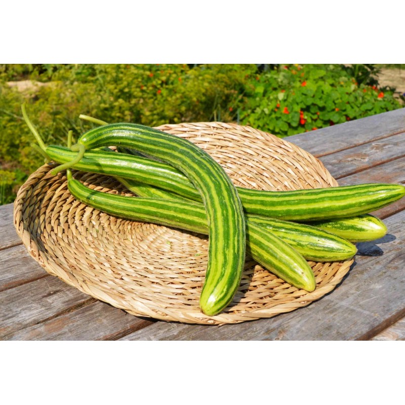 TomorrowSeeds Striped Armenian Cucumber Seeds | Painted Serpent Yard Persian