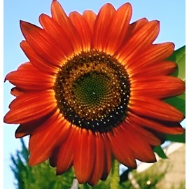 Flowers 50 RED SUN RARE SUNFLOWER SEEDS FLOWERS BEAUTIFUL TALL CUT NON-GMO HEIRLOOM USA