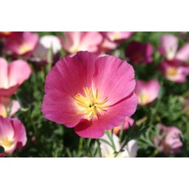 The Gardening World 500 California Poppy Flower Seeds Purple Gleam Eschscholzia Californica