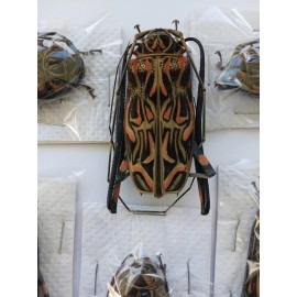 LOT OF 10 ACROCINUS LONGIMANUS MIX 45-55MM NEW  FROM PERU ATALAYA AMAZING