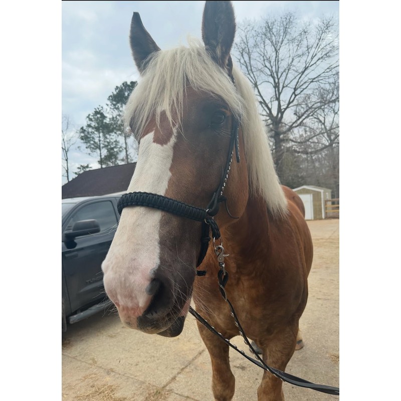 black side pull hackamore with a whoa bitless bridle attachment