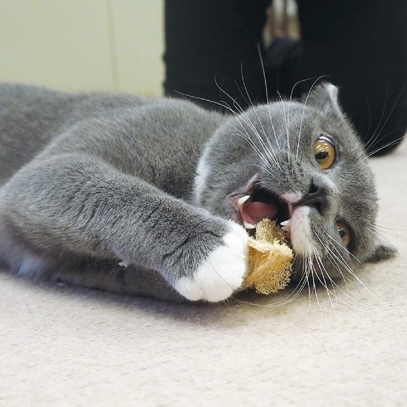 CattyMan Nyan Dent Loofah Toothpaste, Mouse x 3 Pieces