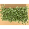 Blue Pacific Shore Juniper | 3 Large Gallon Size Plants