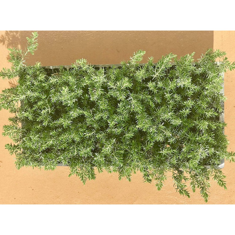 Blue Pacific Shore Juniper | 3 Large Gallon Size Plants
