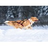 LASALINE Dog Pull Harness X Back for Canicross Dog Sports