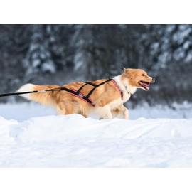 LASALINE Dog Pull Harness X Back for Canicross Dog Sports Dog Scooter Bikejoring Sledge in Black Light Blue