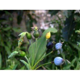 Job's Tears Coix Gluten Free Grain Premium Seeds for Planting Packet