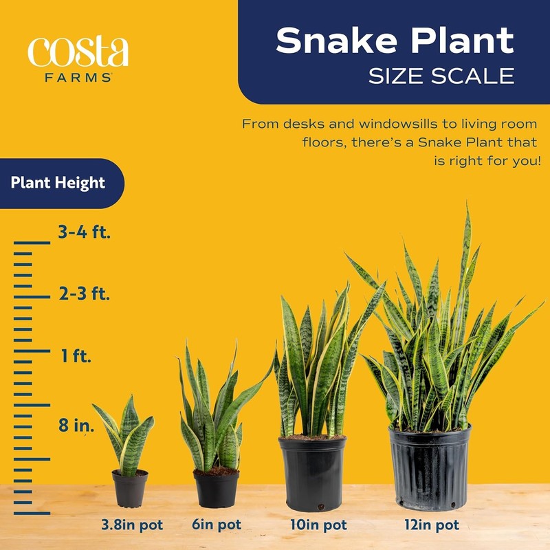 Costa Farms Premium Live Indoor Snake Sansevieria Floor Plant Shipped