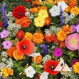 2 oz Deer Proof Wild Flower Seed Mix ,1 oz Seed, Covers approx 125 square ft