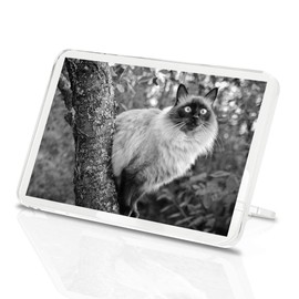 1 x Fridge Magnet - Balinese Cat in Tree Eyes #36729