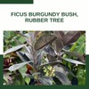 Ficus Burgundy Rubber Tree, Bush Form Live Tropical Plant (7GAL