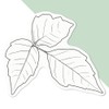 Medium 100mm 'Poison Ivy' Permanent Sticker Decal for Cars/Windows/Bins/Walls etc