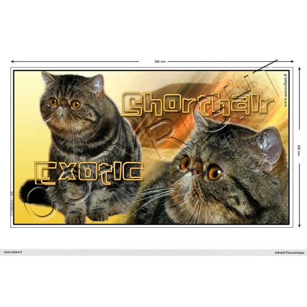 Pets-Easy.com Shortair-Exotic Panoramic Cat Sticker 15 cm to 100 cm