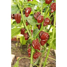 30 Semillas Chile Habanero Chocolate Nuevas Autenticas Nacen                                                                                          