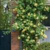 200+ Mix Climbing Rose Seeds for Planting Outdoors Ornamental Climbing