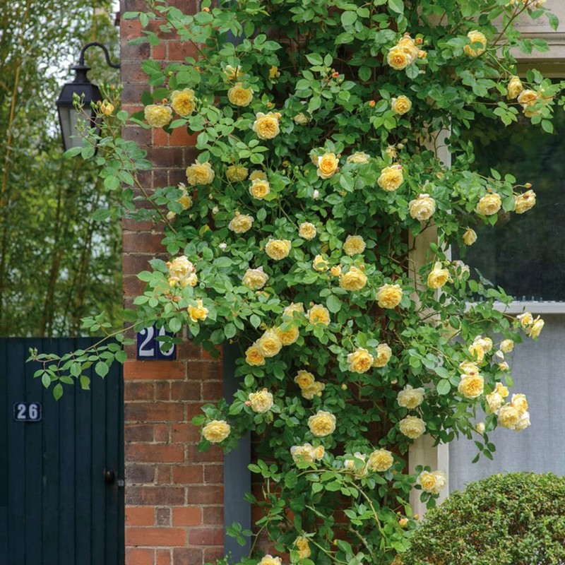 200+ Mix Climbing Rose Seeds for Planting Outdoors Ornamental Climbing