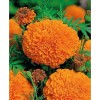 GardeningTreasures 75+ Giant Crackerjack Mix Marigold seeds