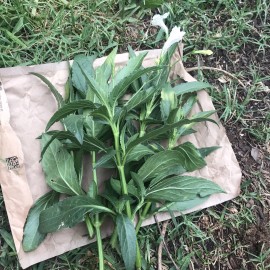 Live Plant 4 white Mexican Petunia Ruellia Tuberosa live Cuttings 6" to 8") No roots RARE
