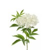 150 Blue Elderberry Seeds (Sambucus Caerulea)