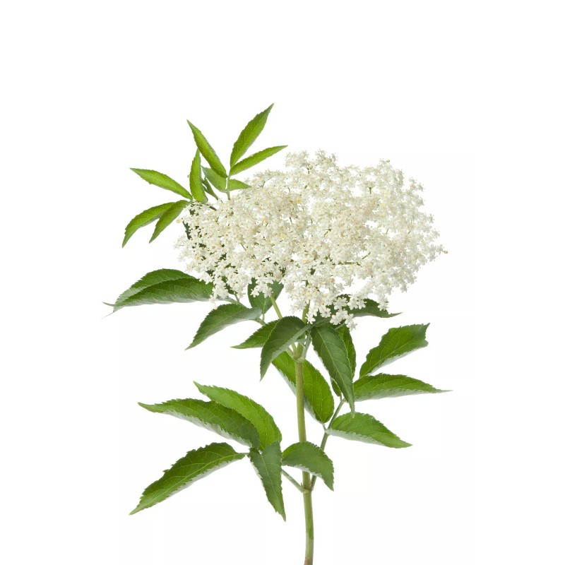 150 Blue Elderberry Seeds (Sambucus Caerulea)