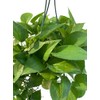 Golden Pothos Indoor Hanging Plant, Live Houseplant in Basket, Green