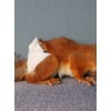 Reusable Washable Squirrel Diapers, Highly Absorbent with Strong & Flexible