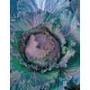 Johnsons 19401 Vegetable Seeds, Cabbage January King 3