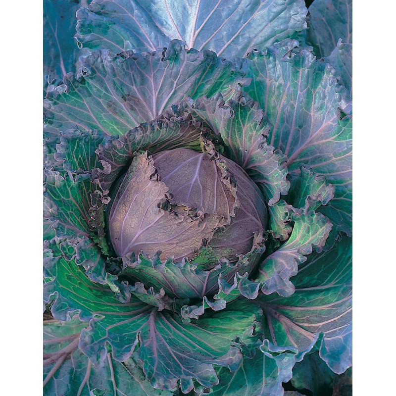 Johnsons 19401 Vegetable Seeds, Cabbage January King 3