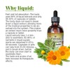 Natural Immune Support Supplement. Tincture of: Quina, OSHA, Echinacea, Lomatium,