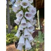 Feral Curiousity Seeds 1g 12k Foxglove seeds Pink/Purple White Organic