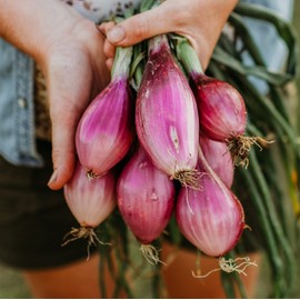 Long Red Florence Onion - 50 Seeds - Heirloom & Open-Pollinated Variety, Non-GMO Vegetable Seeds for Planting Outdoors in The Home Garden, Thresh Seed Company