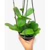 Hoya Kerrii with Heartshape Leaves Live Hoya Plant Great Gift