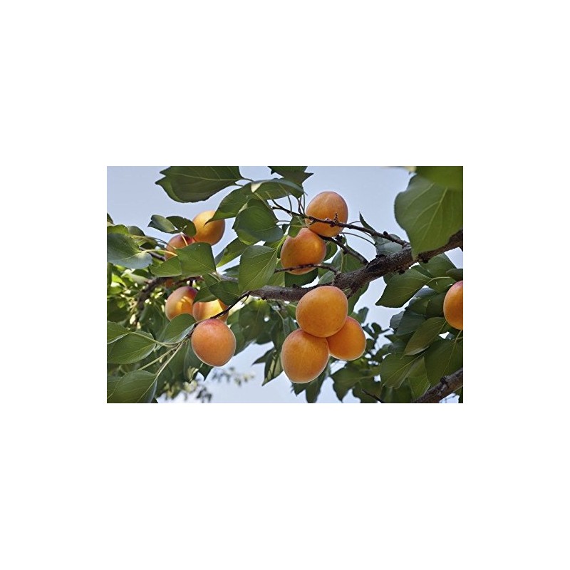 Dried Turkish Apricots (2 LB)