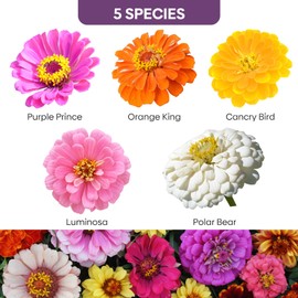 Groundio Zinnia Seeds Mix, 1 Oz, Over 3,000 Flowers Seeds, 5 Varieties (Pink, Yellow, Orange, White, Purple), Mixed Colors and Large Blooms,Open Pollinated - Bulk