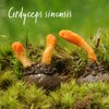 effective nature - Hochdosiertes Cordyceps-sinensis Pilz Pulver - 90 vegane