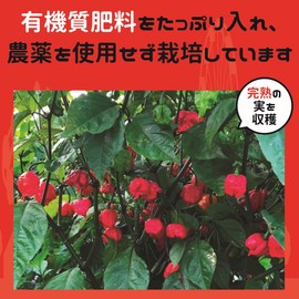 Nanaumi Koteki Charolipa, Made in Japan, 0.4 oz (10 g), Carolina Reaper, Guinness Certified, World's Spicy Chili Pepper (Carolina Reaper)