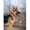 BullyBillows 4cm Combat® Dog Collar v2.0 | Heavy-Duty Design with