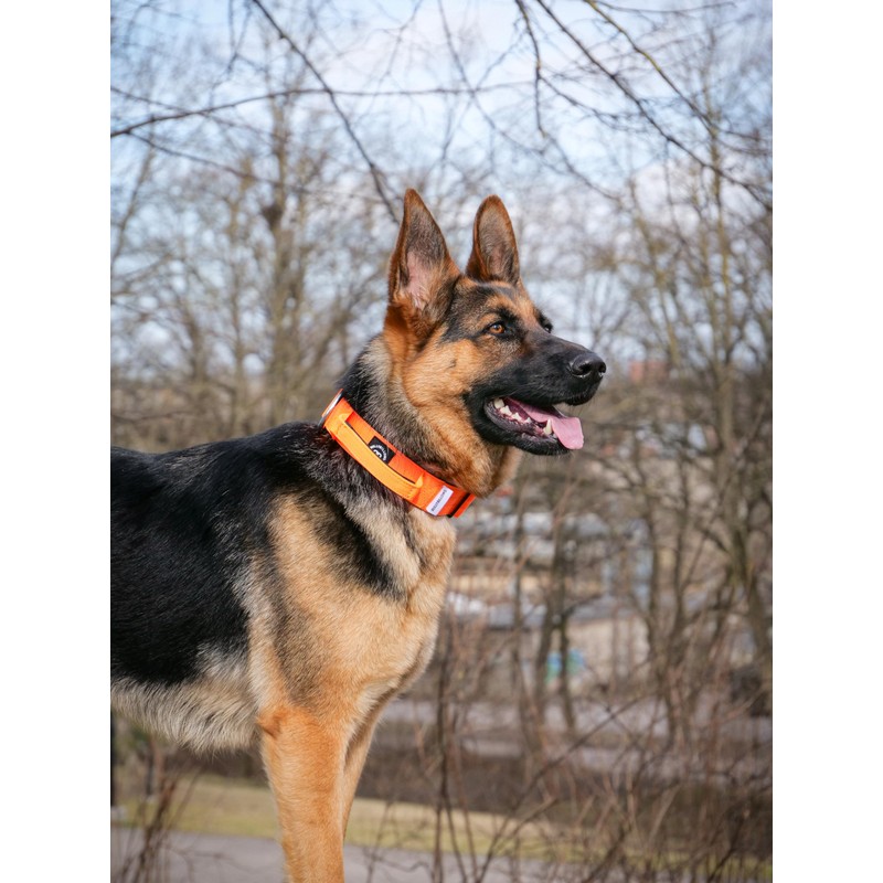 BullyBillows 4cm Combat® Dog Collar v2.0 | Heavy-Duty Design with