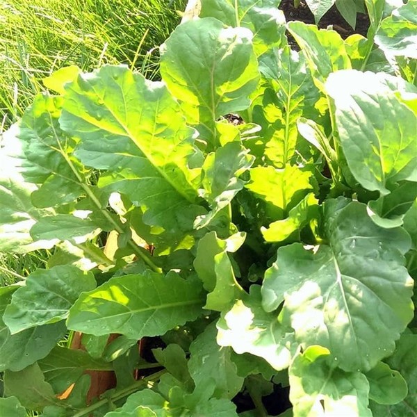 Organic Arugula, Roquette - 1 Lb ~ 227,200 Seeds -